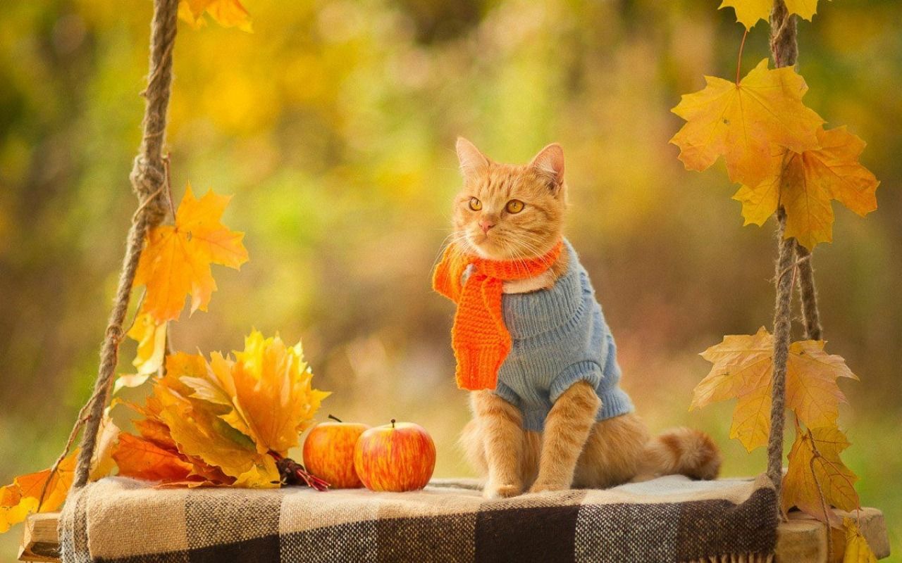 orange cat in a knit scarf and sweater sitting on a swing in the autumn